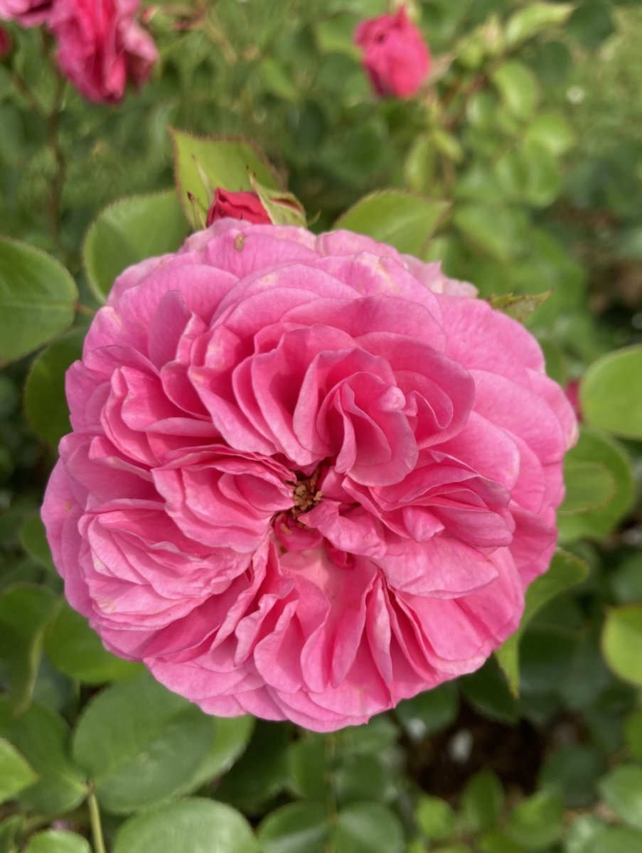 Роза Баронесса флорибунда - фото 7