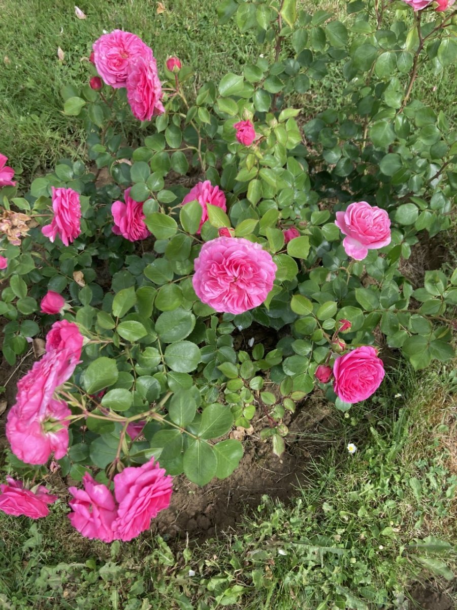 Роза Баронесса флорибунда - фото 8