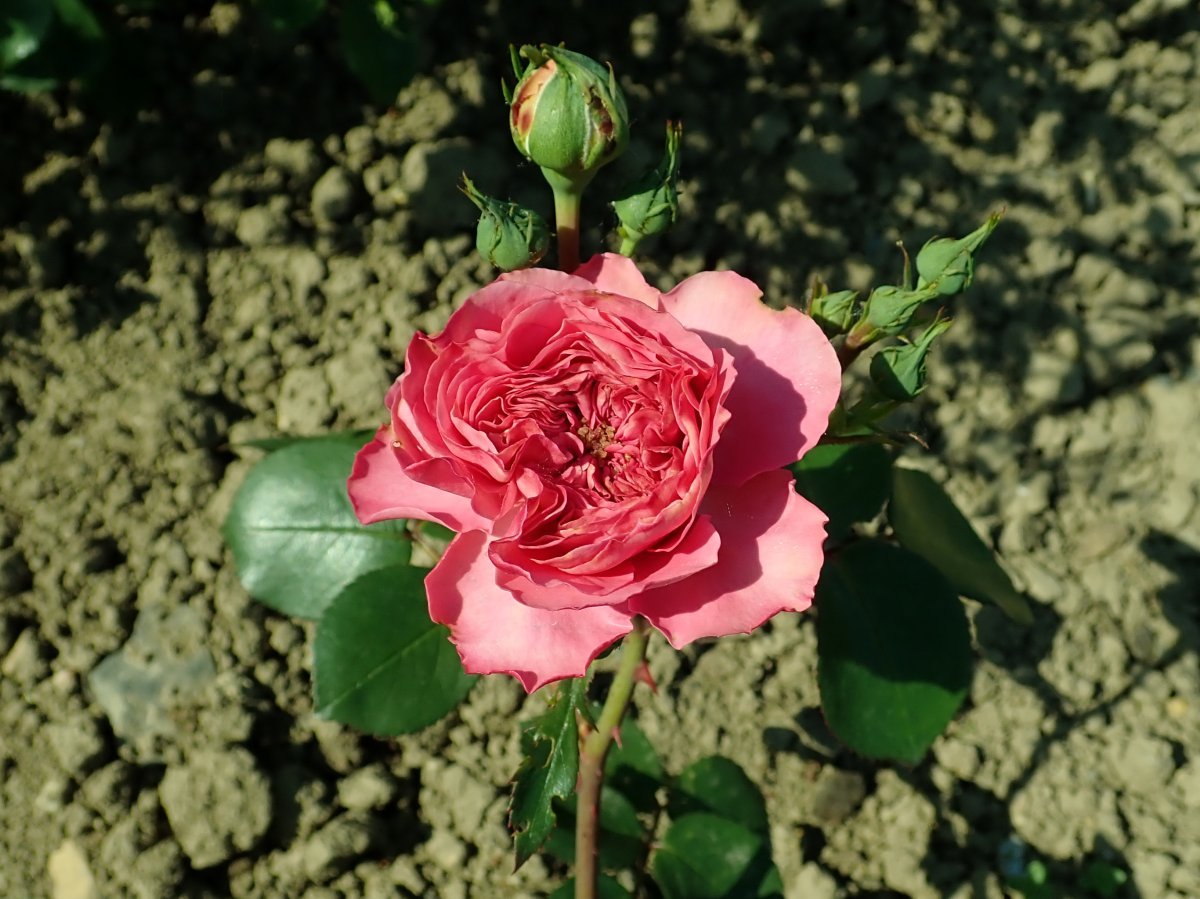 Роза Баронесса флорибунда - фото 4