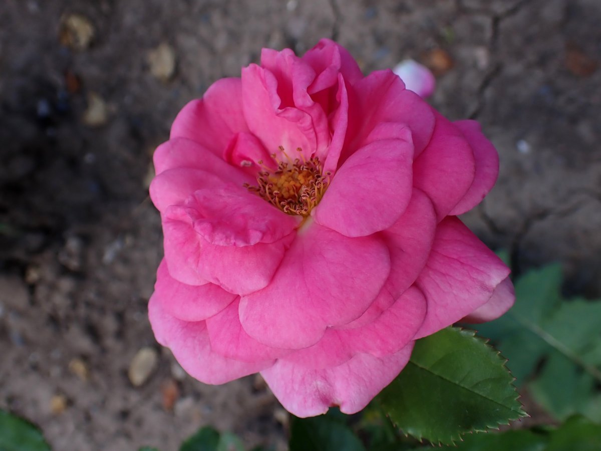 Роза Баронесса флорибунда - фото 3