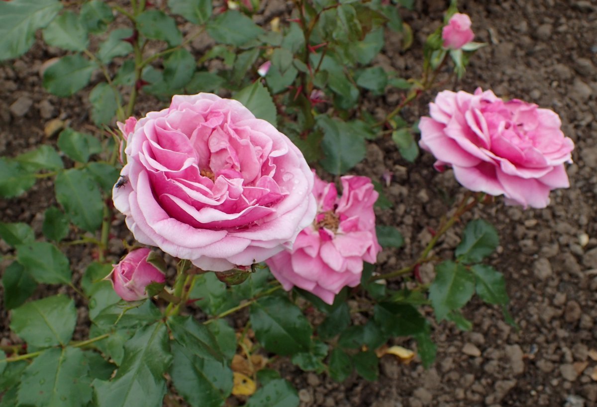 Роза Баронесса флорибунда - фото 2