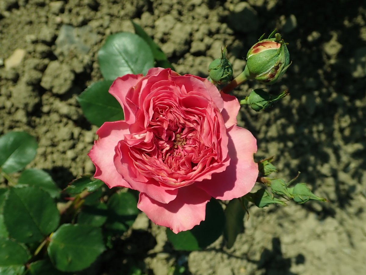 Роза Баронесса флорибунда - фото 5