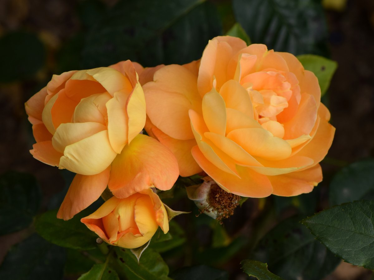 Роза Бернштайн-Роуз флорибунда - фото 3