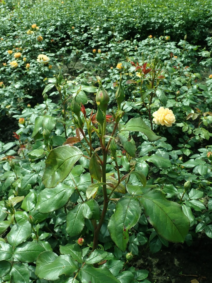 Роза Бернштайн-Роуз флорибунда - фото 10