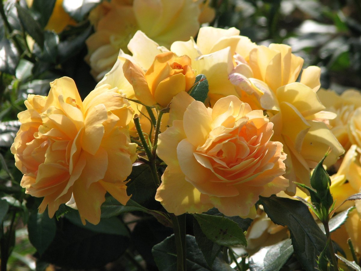 Роза Бернштайн-Роуз флорибунда - фото 5