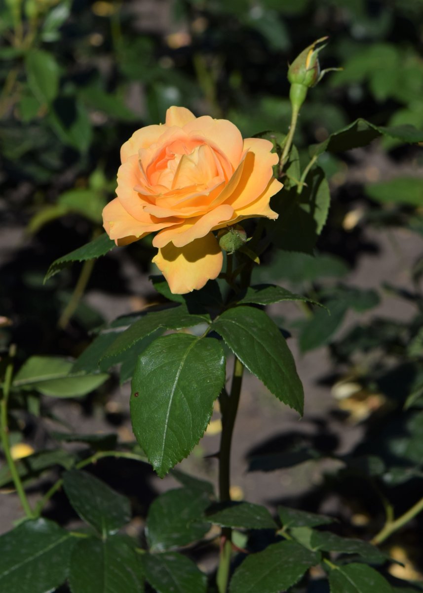 Роза Бернштайн-Роуз флорибунда - фото 9