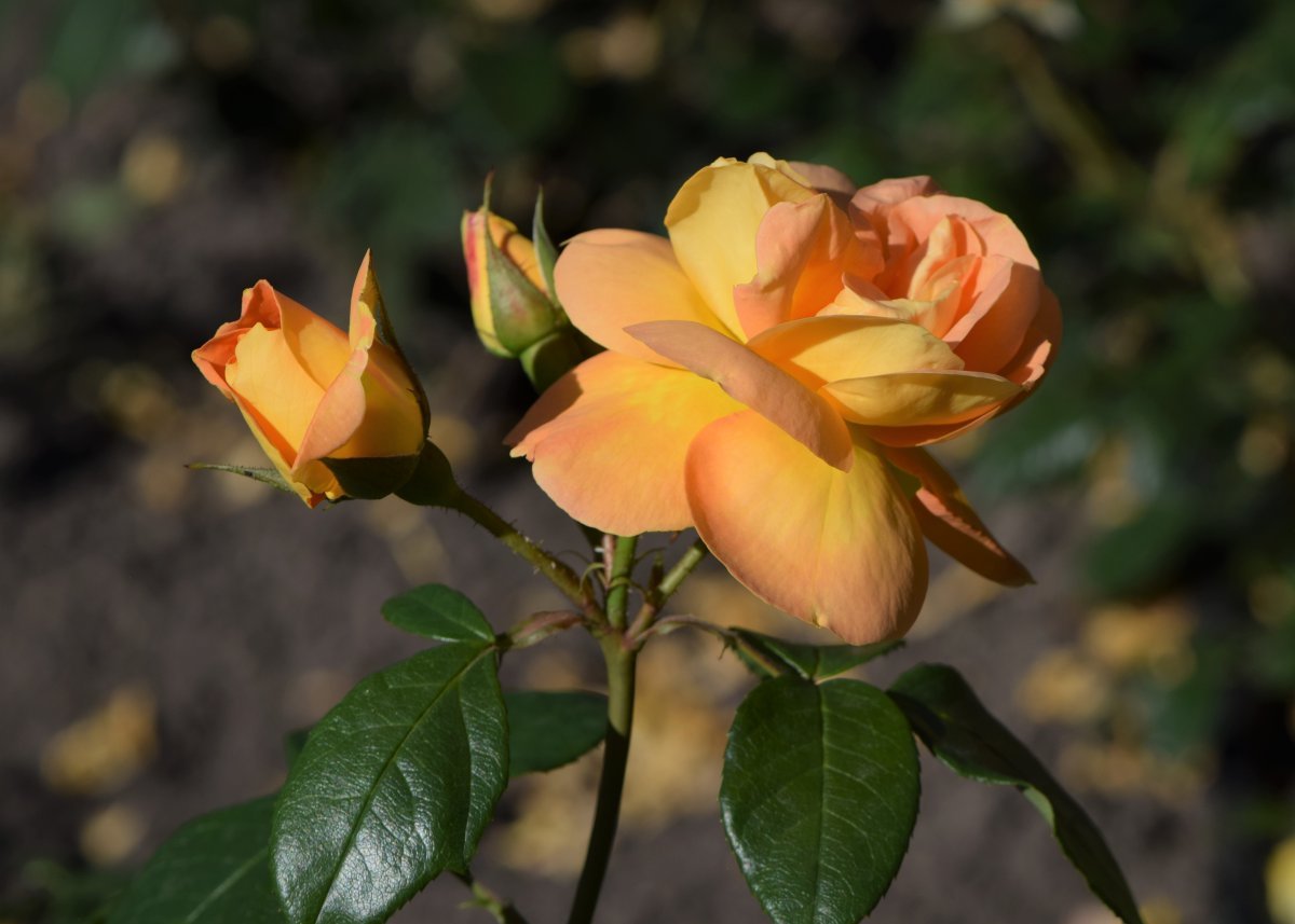 Роза Бернштайн-Роуз флорибунда - фото 8