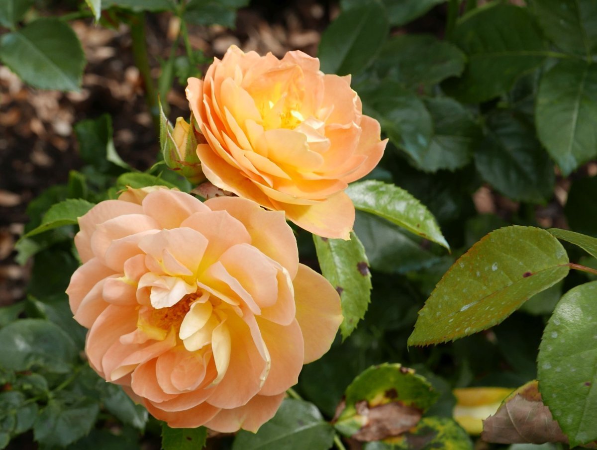 Роза Бернштайн-Роуз флорибунда - фото 2