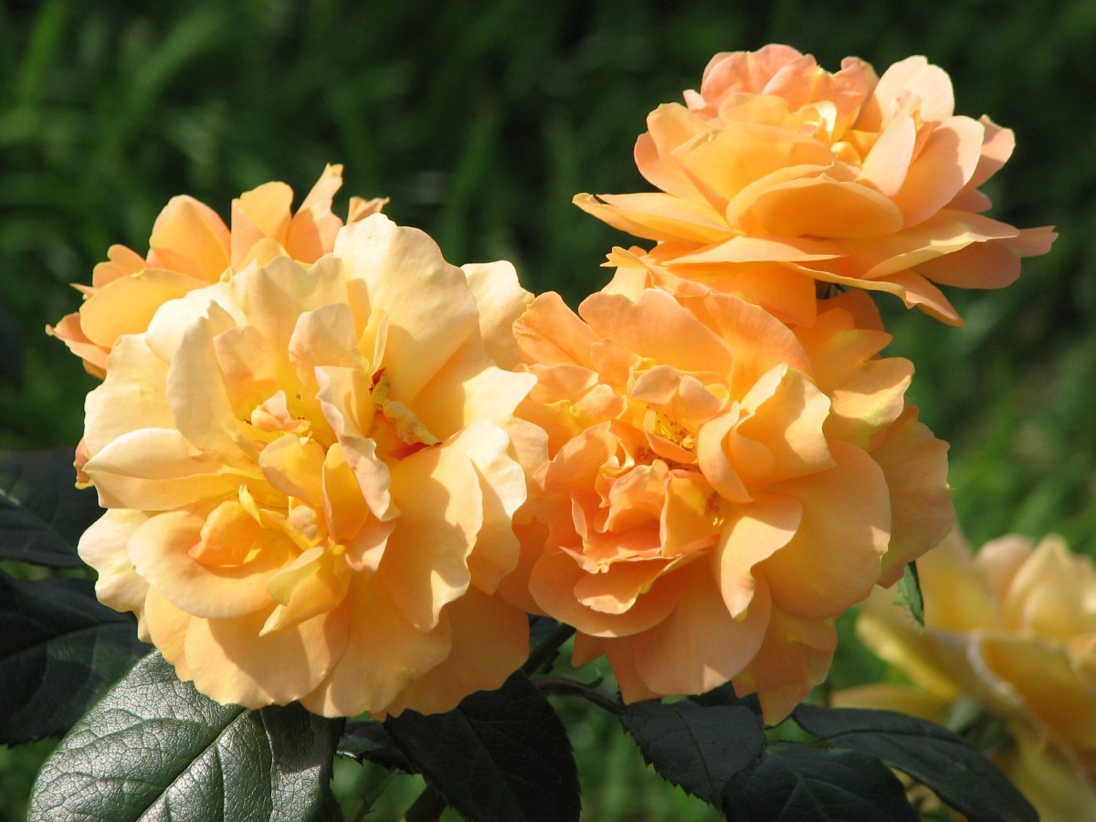 Роза Бернштайн-Роуз флорибунда - фото 7