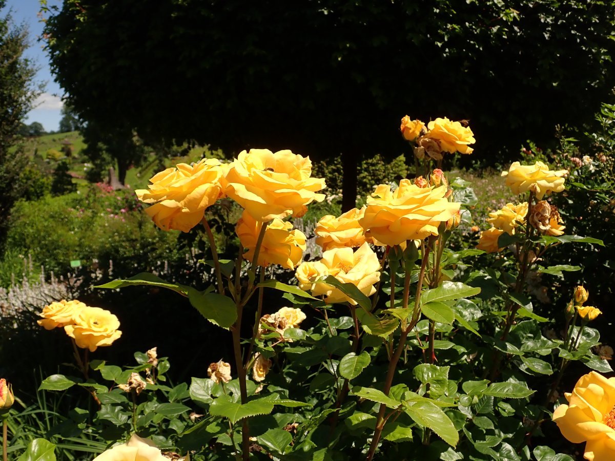 Роза Чайна Герл флорибунда - фото 4