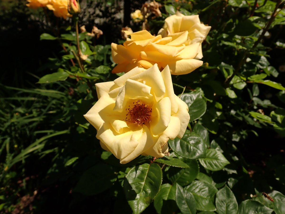 Роза Чайна Герл флорибунда - фото 3