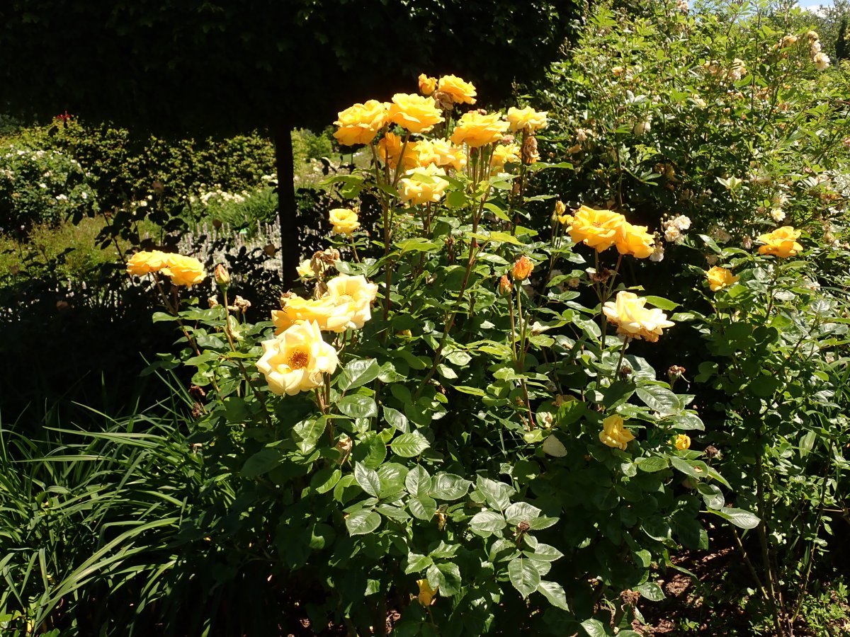 Роза Чайна Герл флорибунда - фото 2