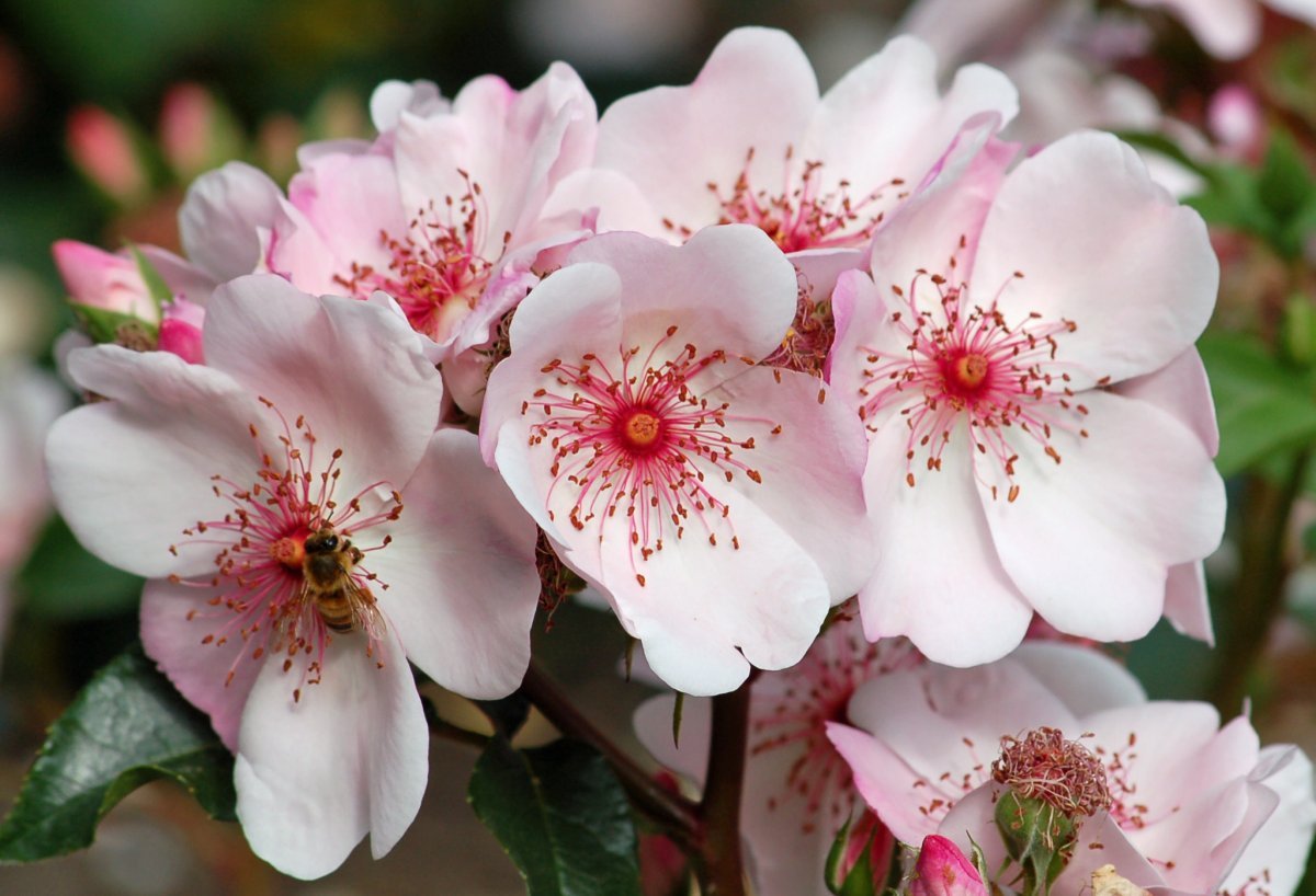 Роза Ханс Геневайн Роуз флорибунда - фото 5