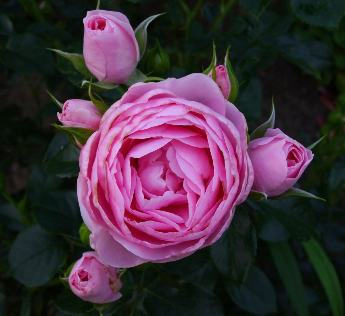 Роза Ханс Геневайн Роуз флорибунда - фото 2