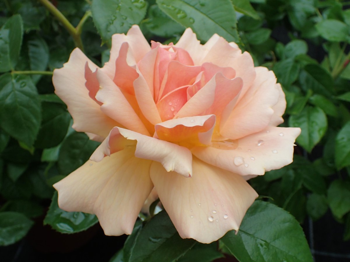 Роза Ханзештадт Росток флорибунда - фото 10