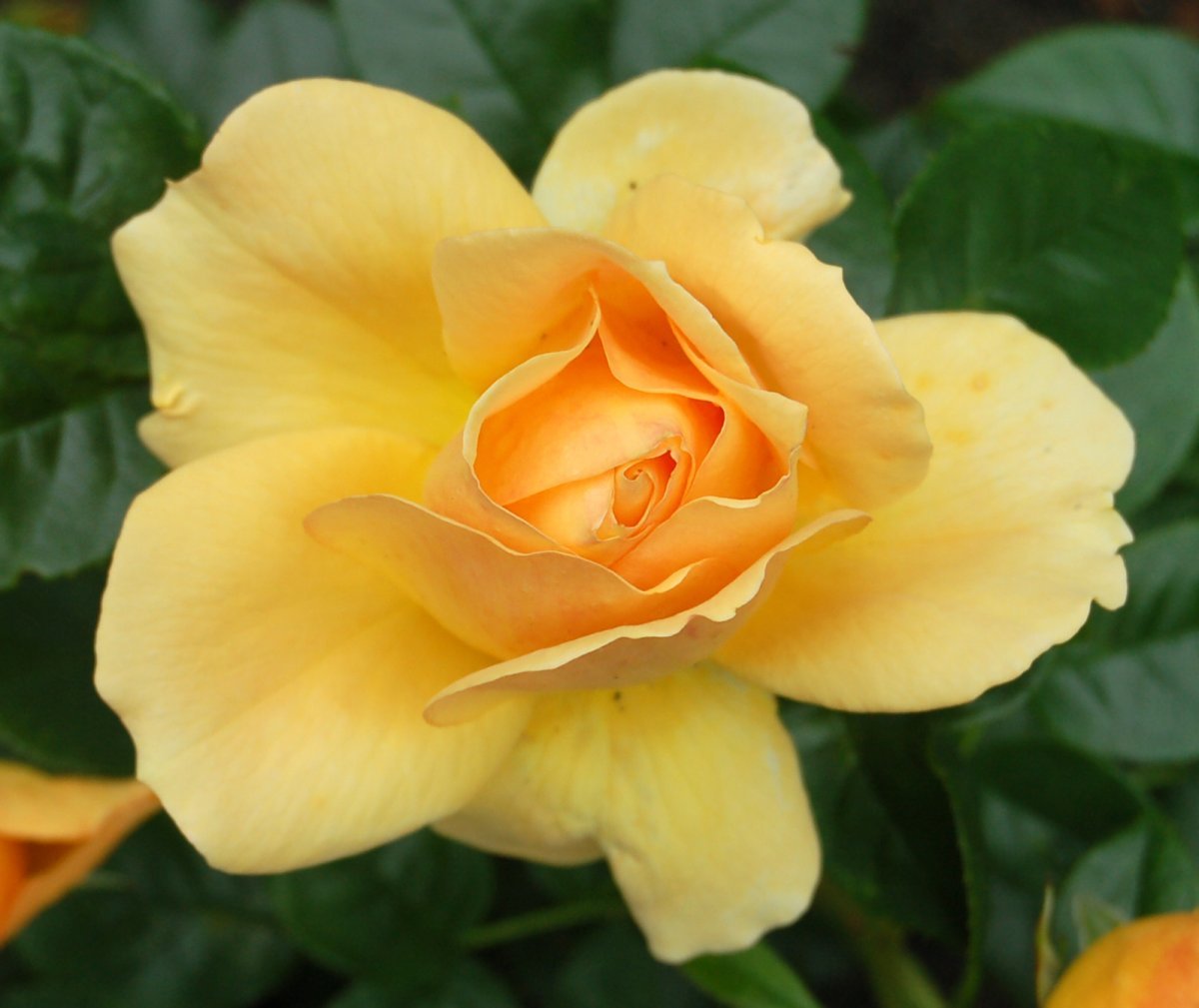 Роза Ханзештадт Росток флорибунда