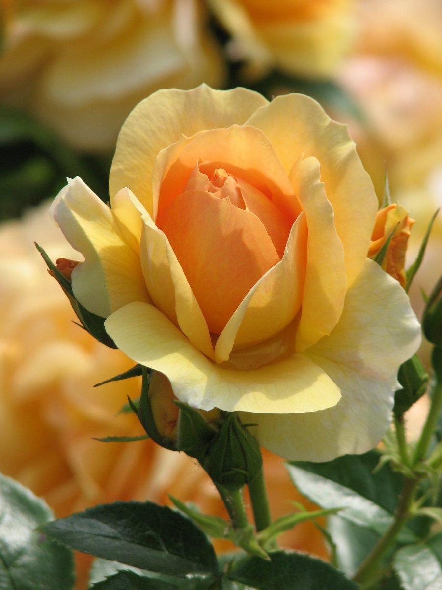 Роза Ханзештадт Росток флорибунда - фото 8