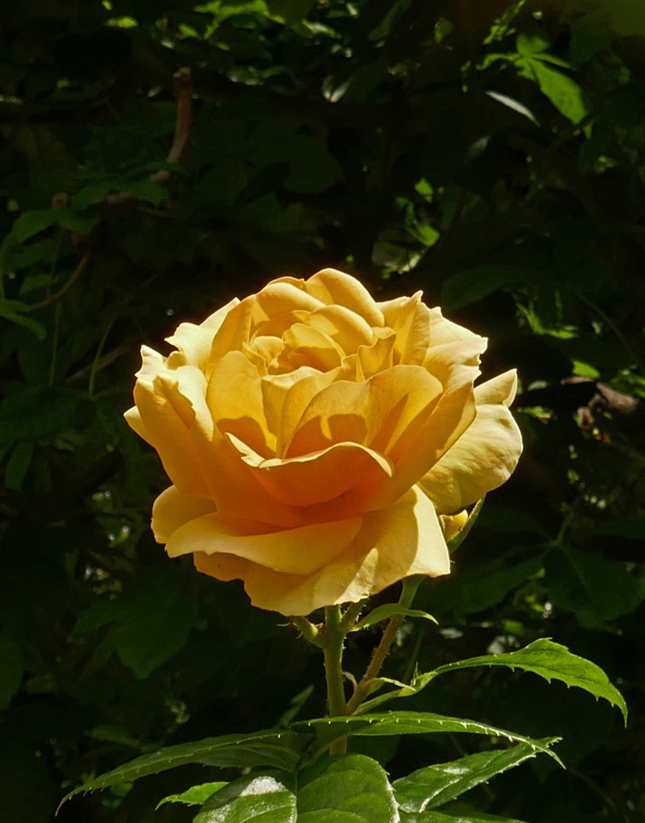 Роза Ханзештадт Росток флорибунда - фото 3