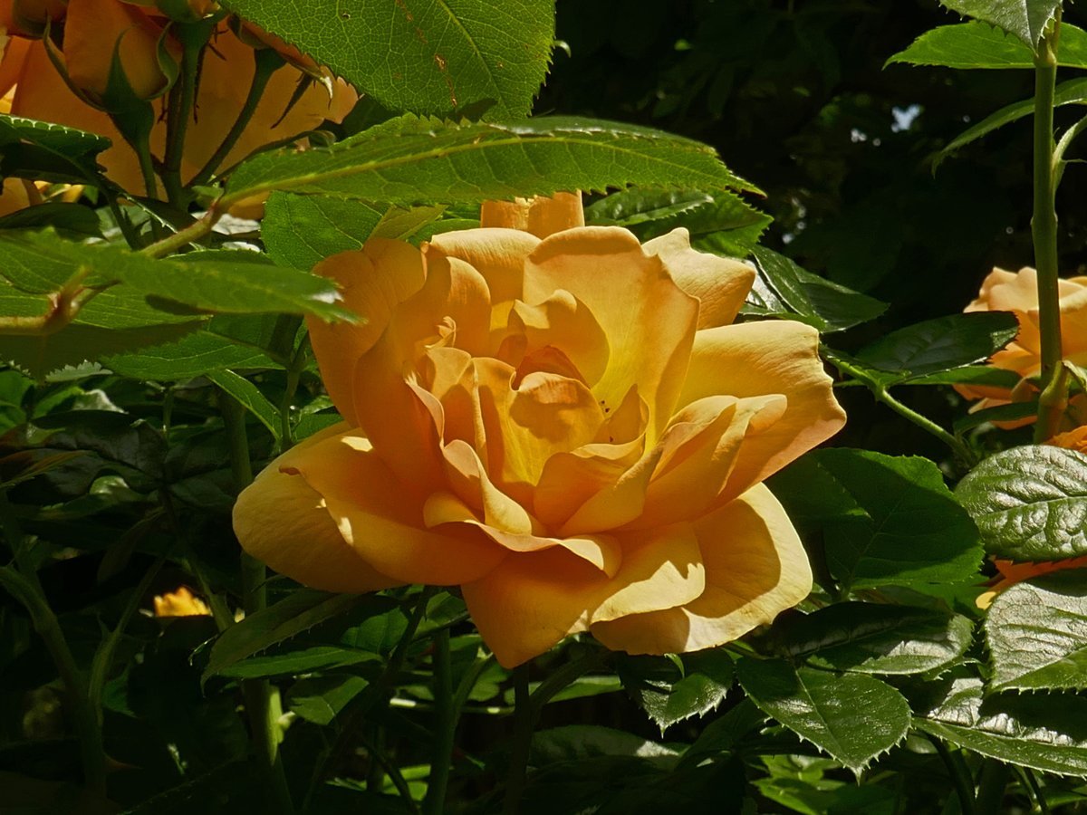 Роза Ханзештадт Росток флорибунда - фото 4