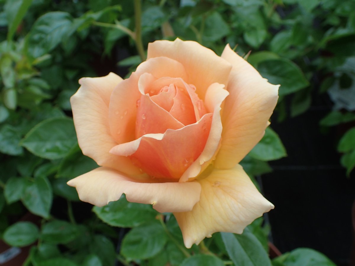 Роза Ханзештадт Росток флорибунда - фото 9