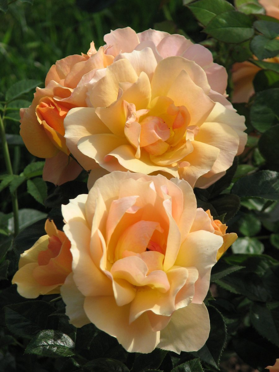 Роза Ханзештадт Росток флорибунда - фото 7