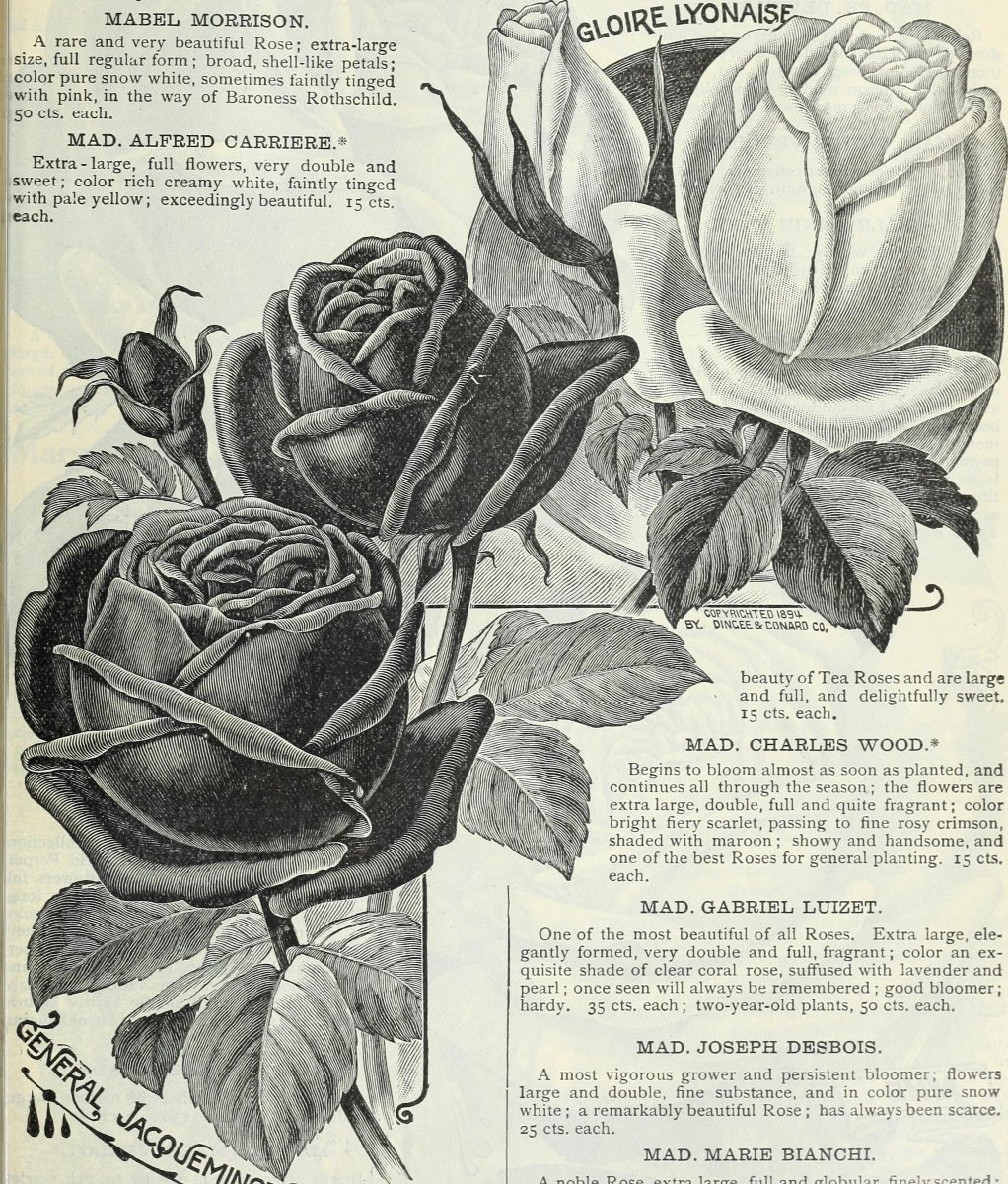 Роза Персис флорибунда, Империал Роуз Imperial Rose