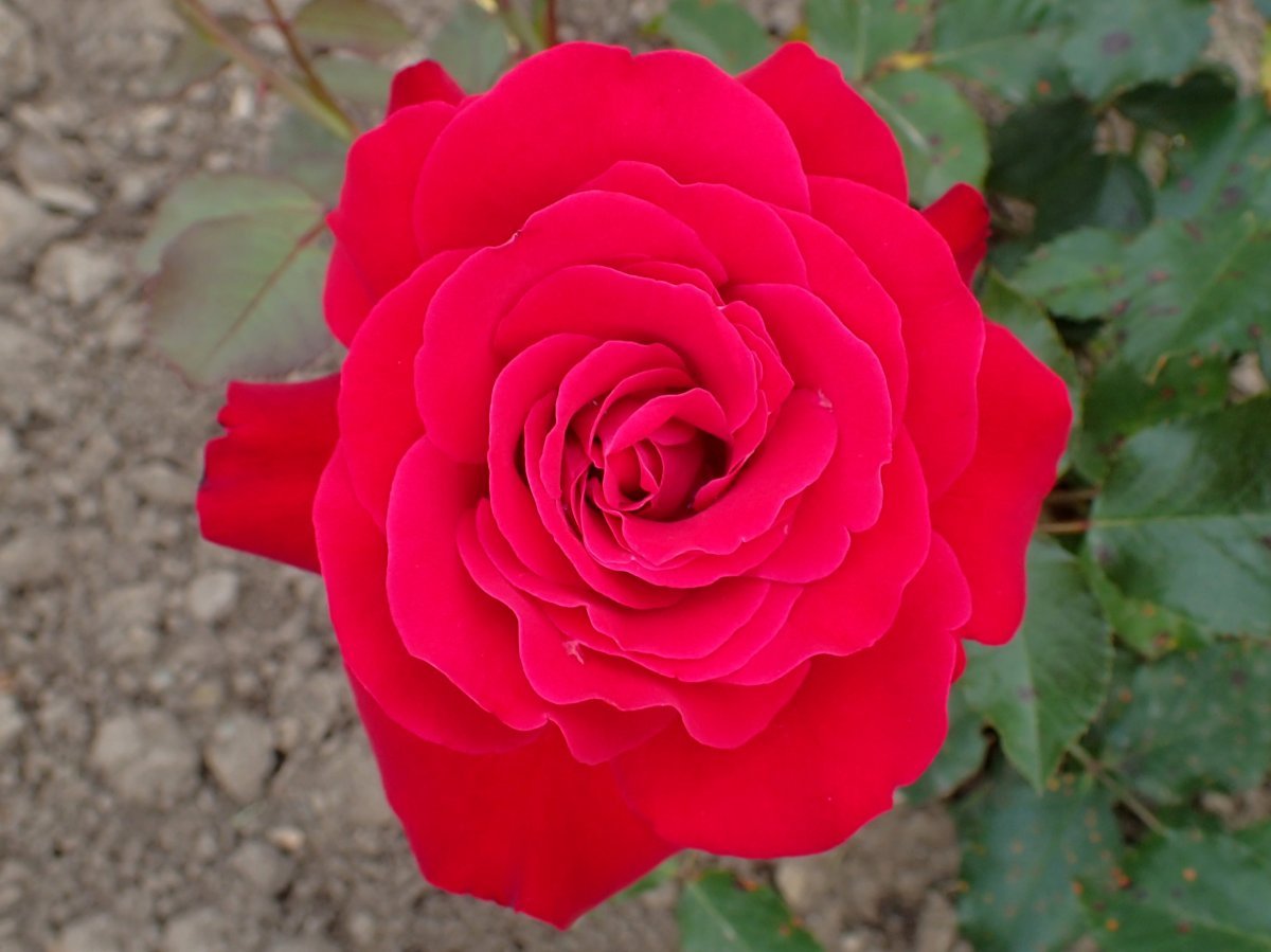 Роза Любекер Ротспон флорибунда - фото 3