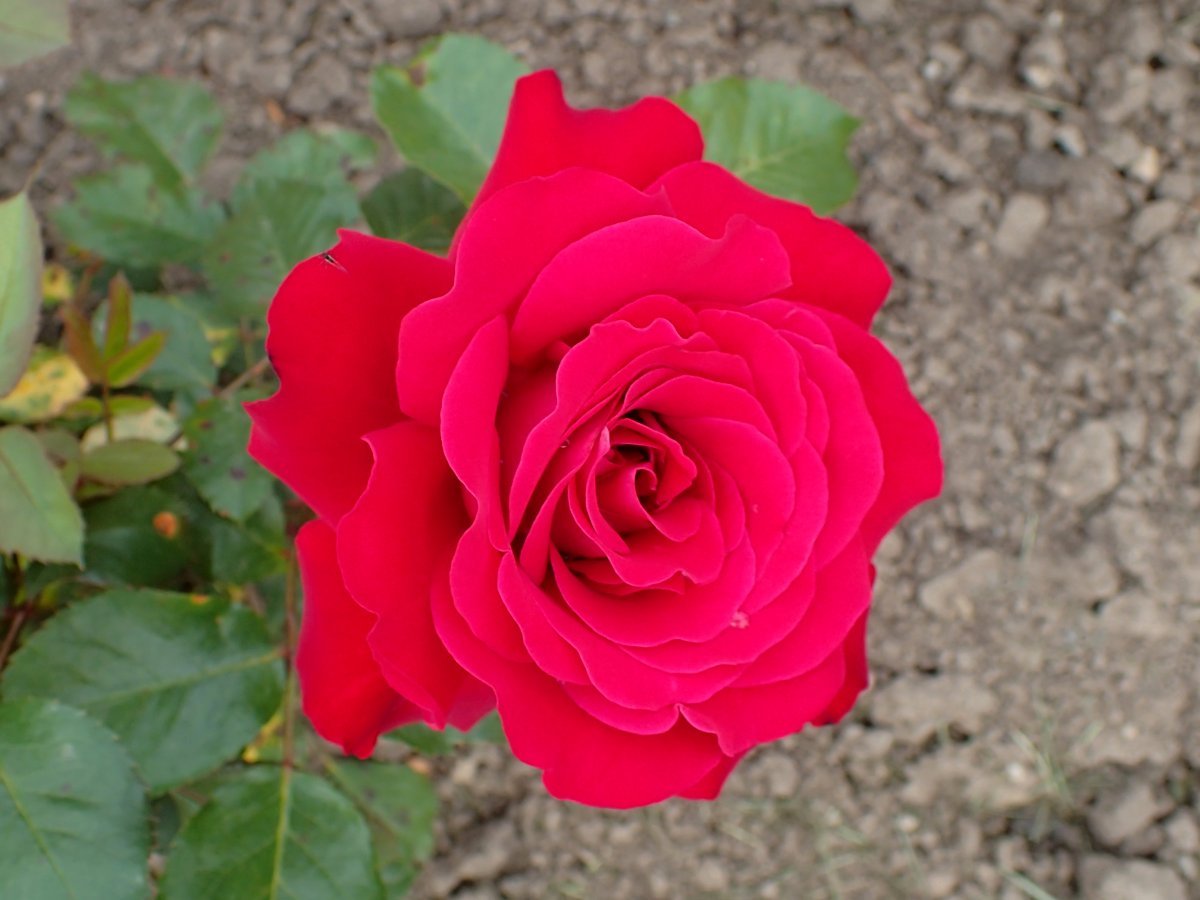 Роза Любекер Ротспон флорибунда - фото 2