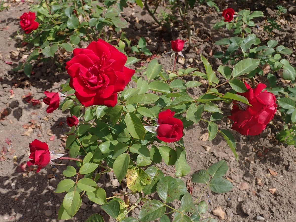 Роза Любекер Ротспон флорибунда - фото 6