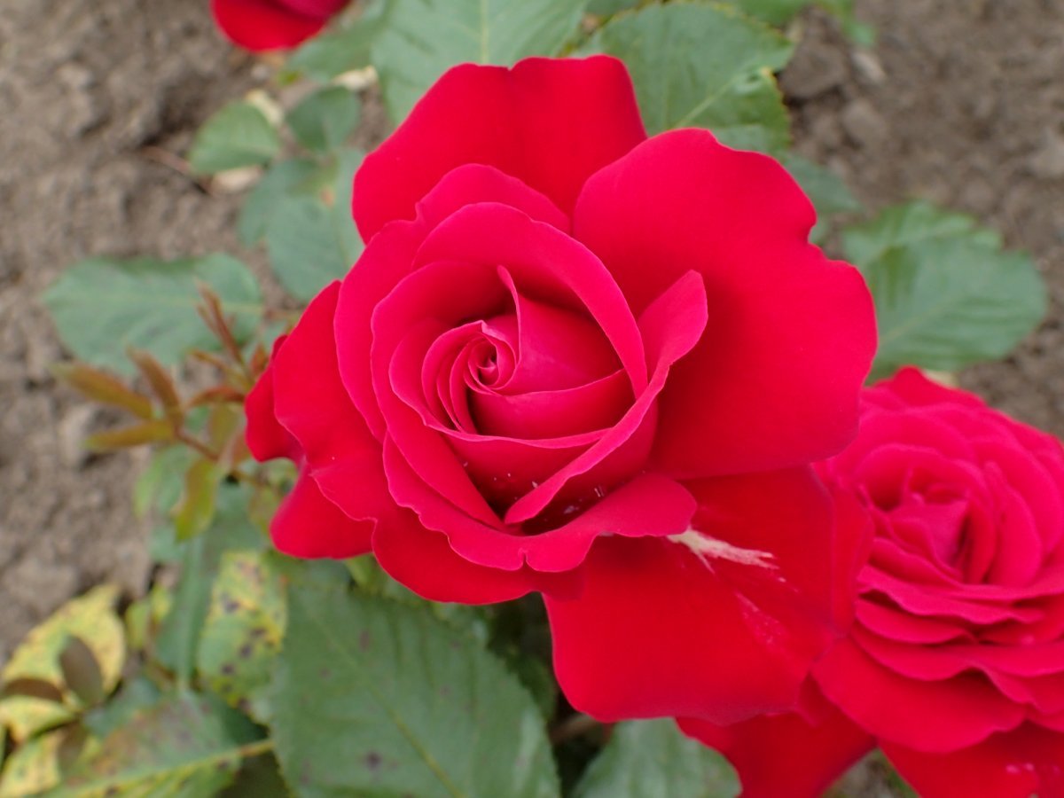 Роза Любекер Ротспон флорибунда - фото 4