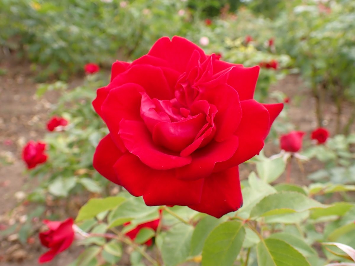 Роза Любекер Ротспон флорибунда - фото 5