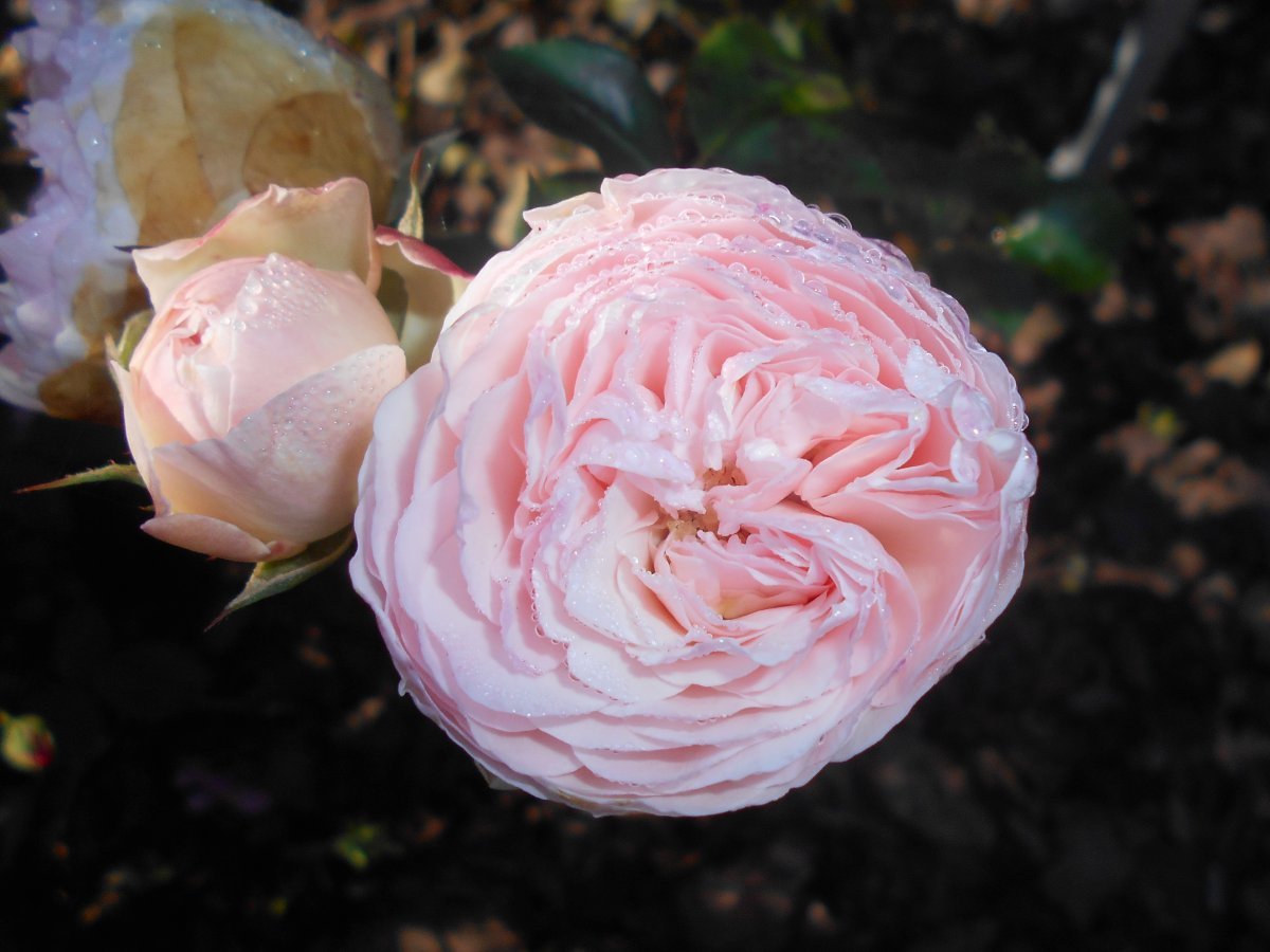 Роза Мария Тереза флорибунда - фото 6