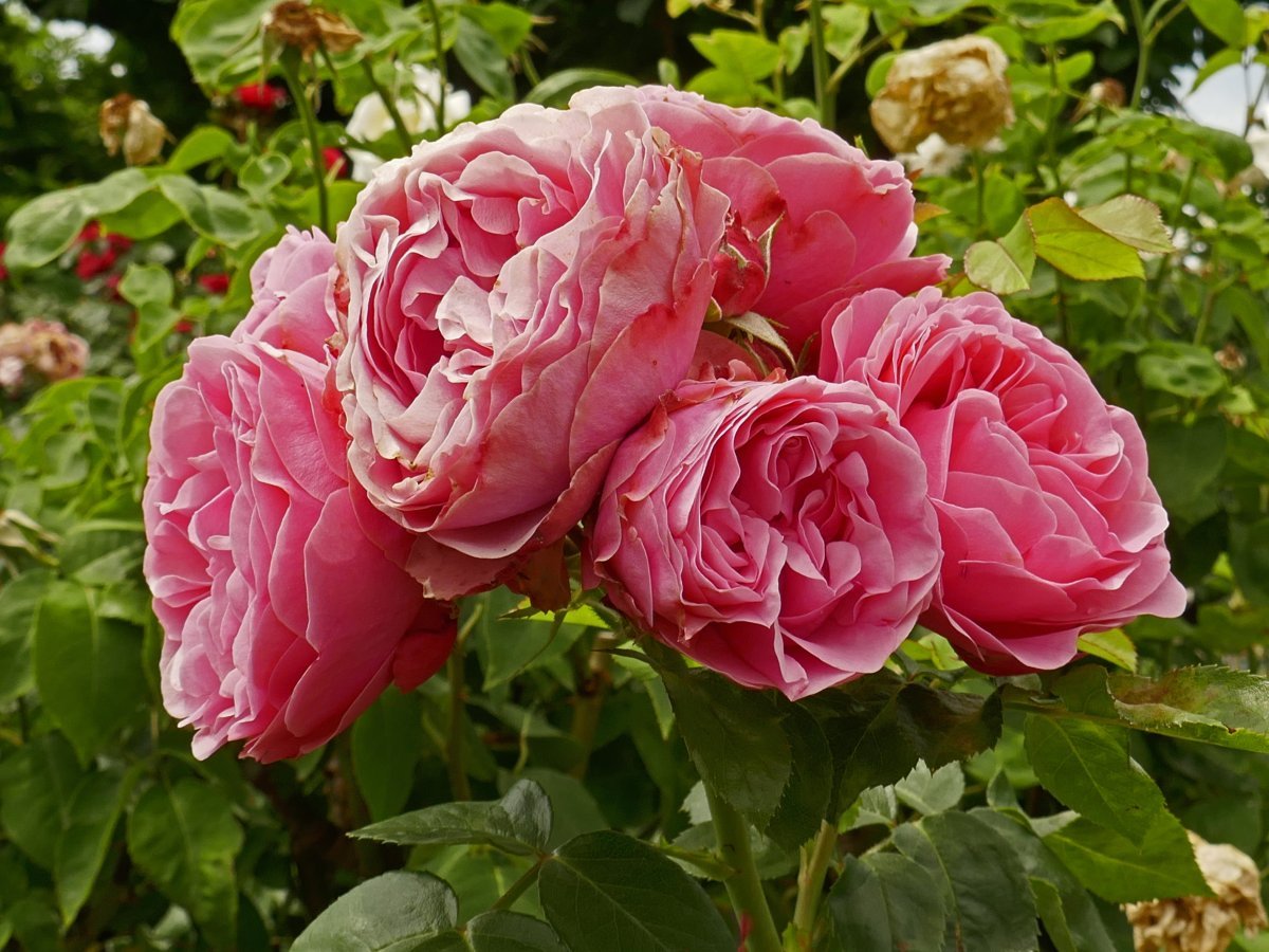 Роза Мария Тереза флорибунда - фото 3