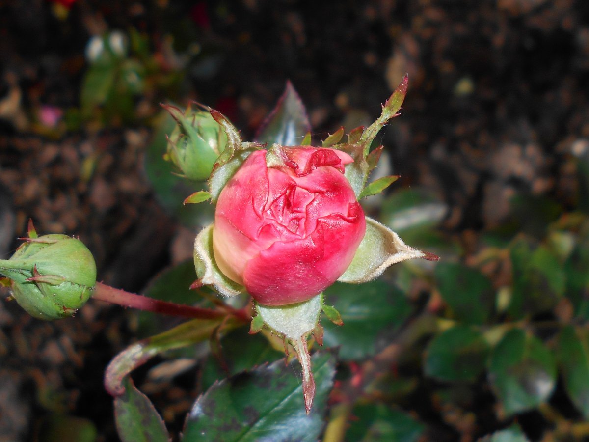 Роза Мария Тереза флорибунда - фото 8