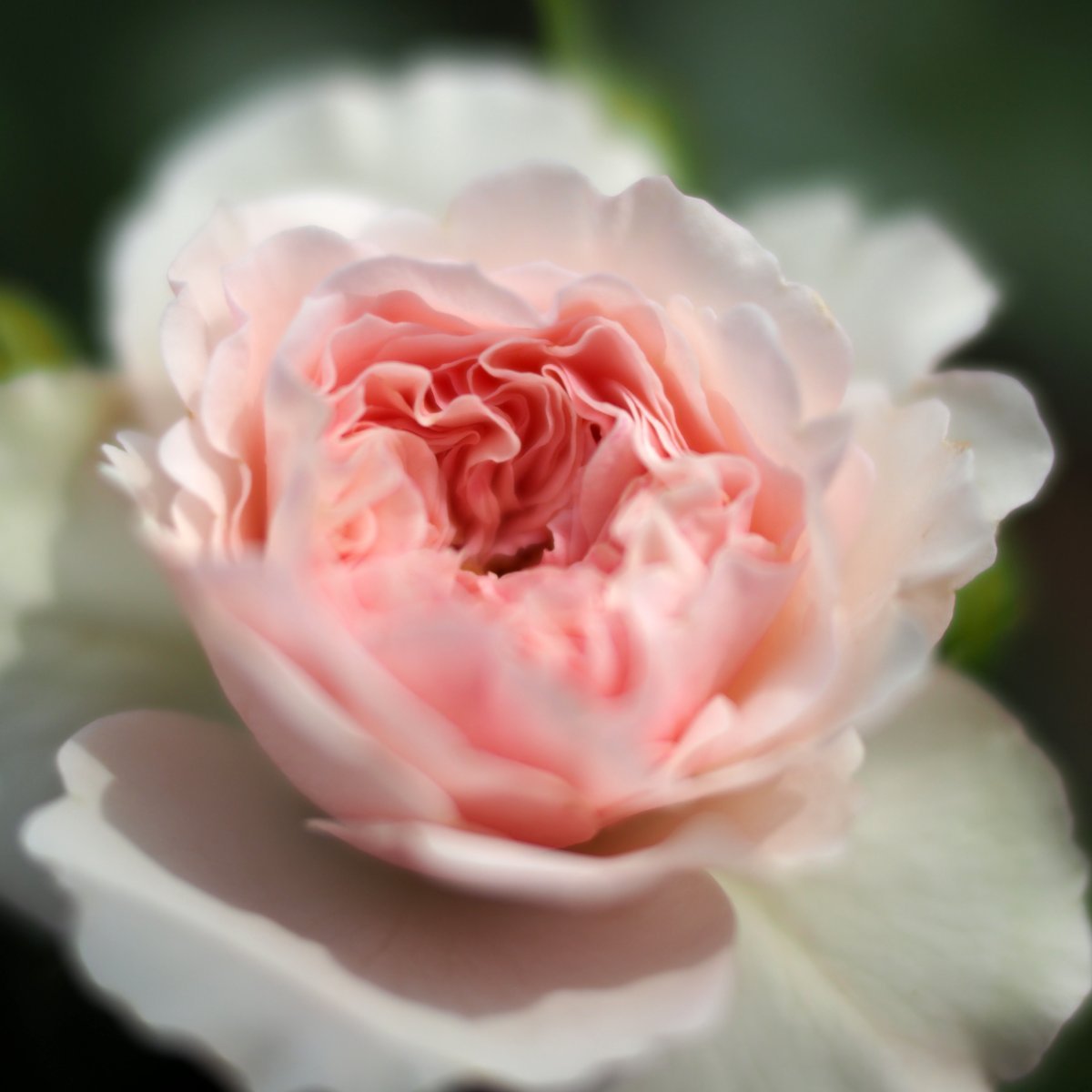 Роза Мария Тереза флорибунда - фото 9