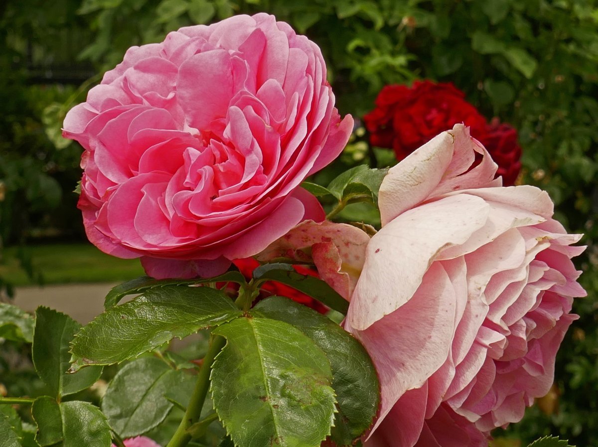 Роза Мария Тереза флорибунда - фото 4