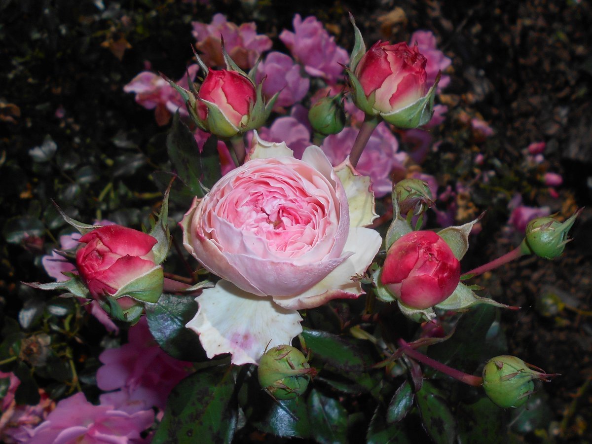 Роза Мария Тереза флорибунда - фото 7