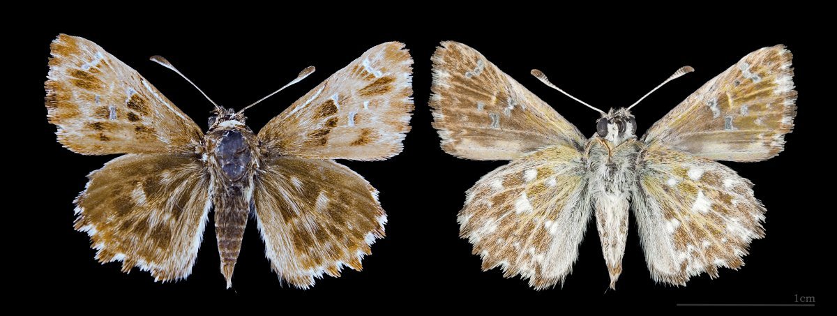 Роза Пассе флорибунда, Империал Роуз Imperial Rose - фото 5