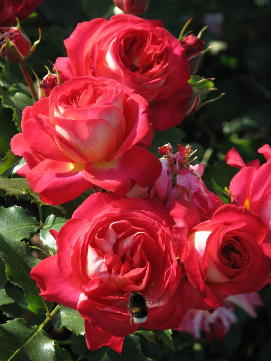 Роза Мидсаммер флорибунда