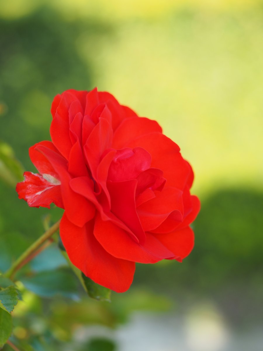 Роза Трампетер флорибунда, Imperial Rose - фото 7