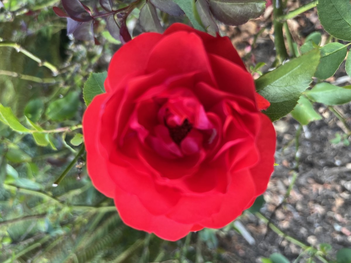 Роза Трампетер флорибунда, Imperial Rose