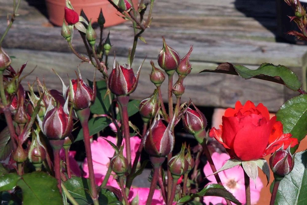 Роза Трампетер флорибунда, Imperial Rose - фото 6