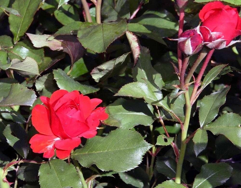 Роза Трампетер флорибунда, Imperial Rose - фото 4
