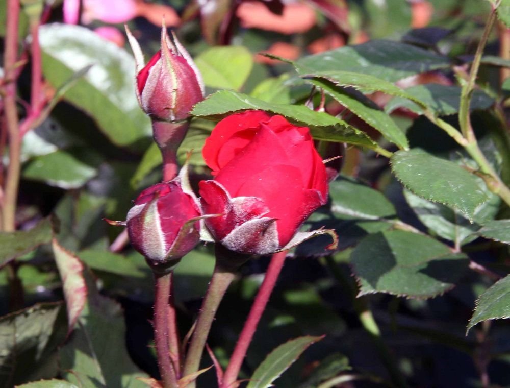 Роза Трампетер флорибунда, Imperial Rose - фото 5