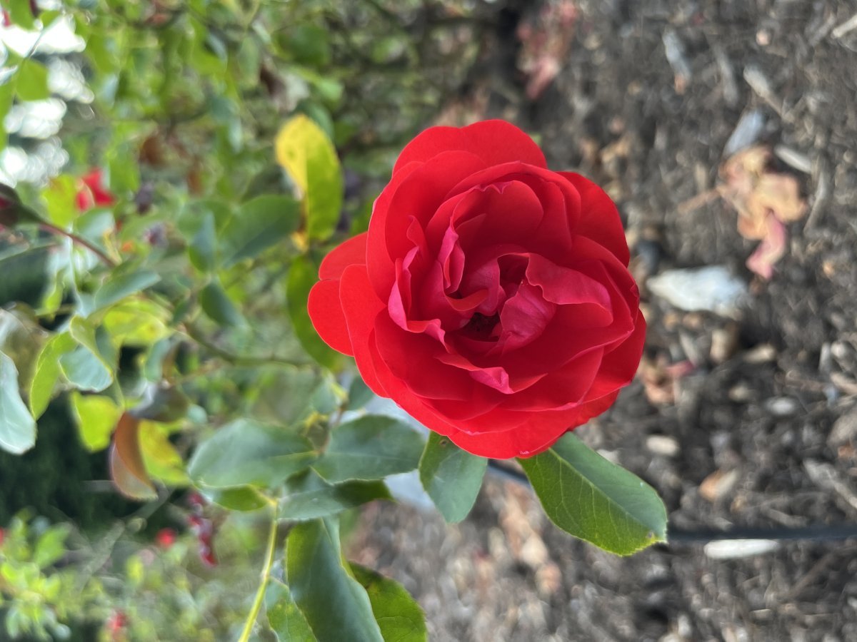 Роза Трампетер флорибунда, Imperial Rose - фото 2