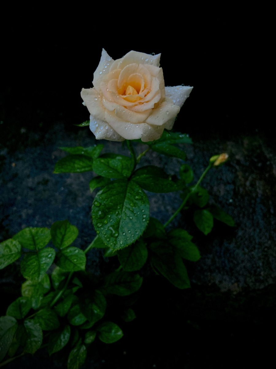 Роза Сайленс чайно-гибридная, Imperial Rose