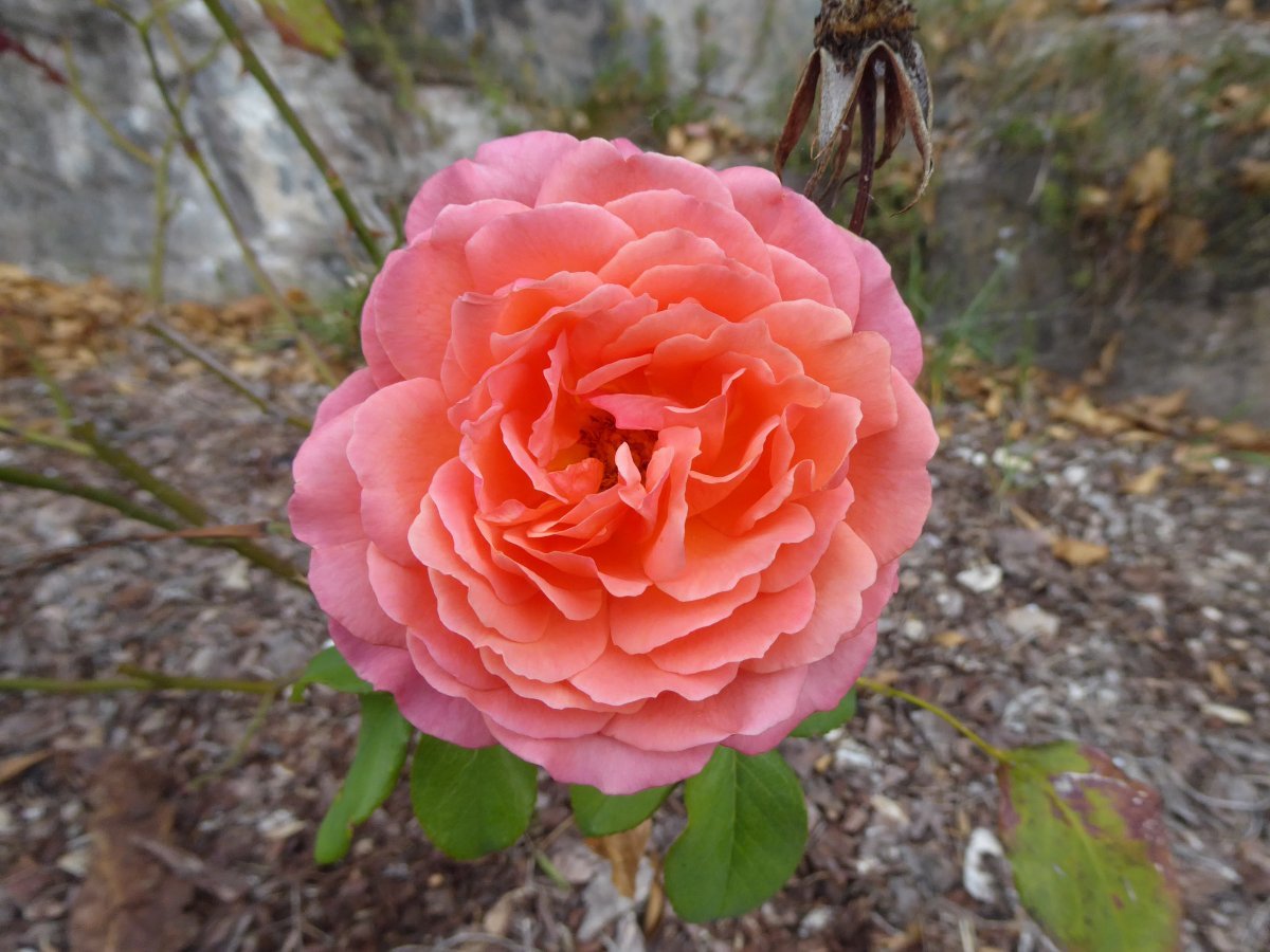 Роза Альбрехт Дюрер чайно-гибридная - фото 3