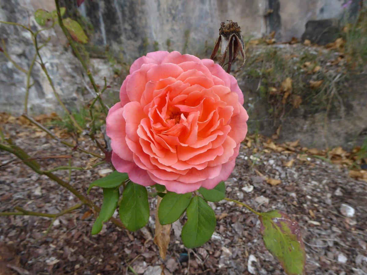 Роза Альбрехт Дюрер чайно-гибридная - фото 2