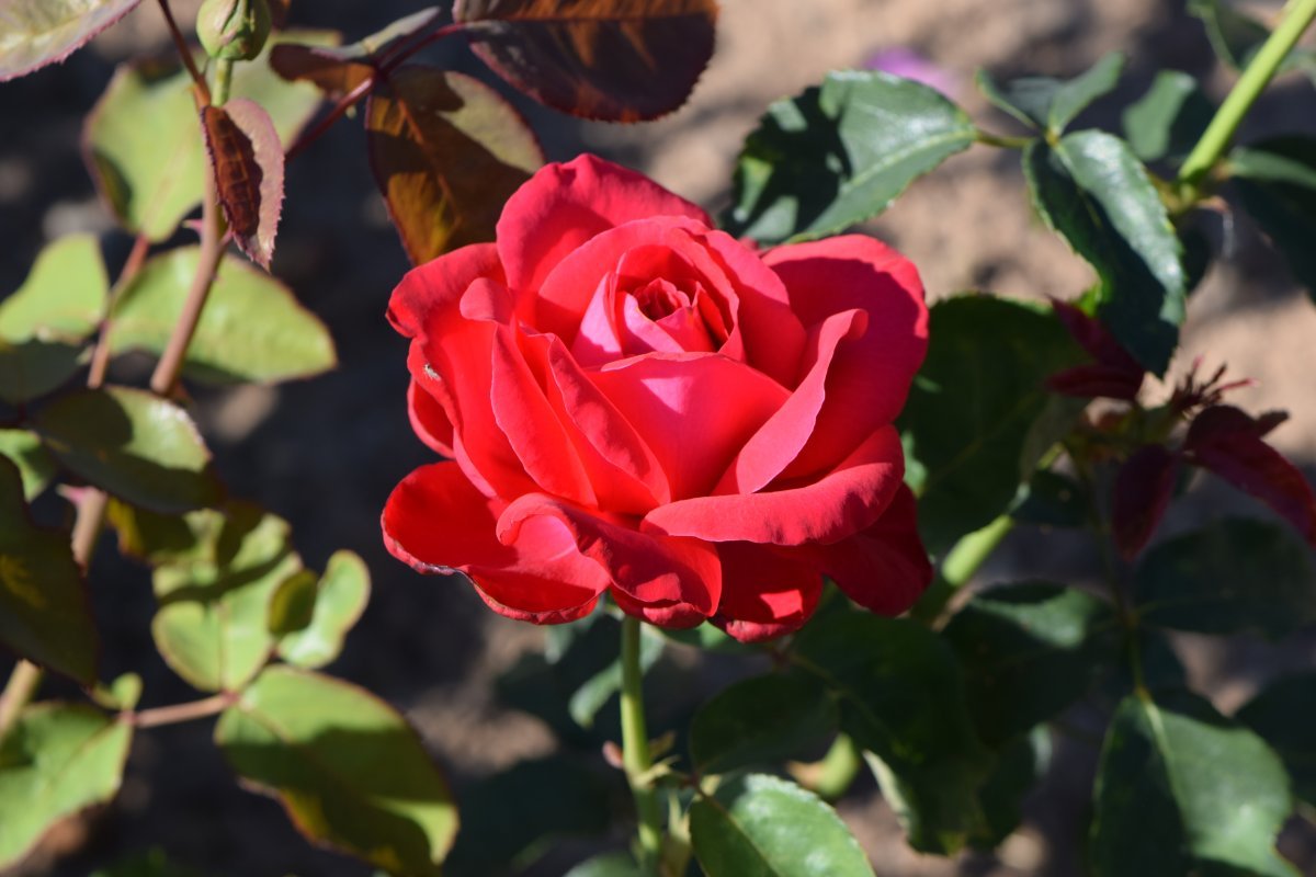 Роза Алекс Ред чайно-гибридная - фото 2