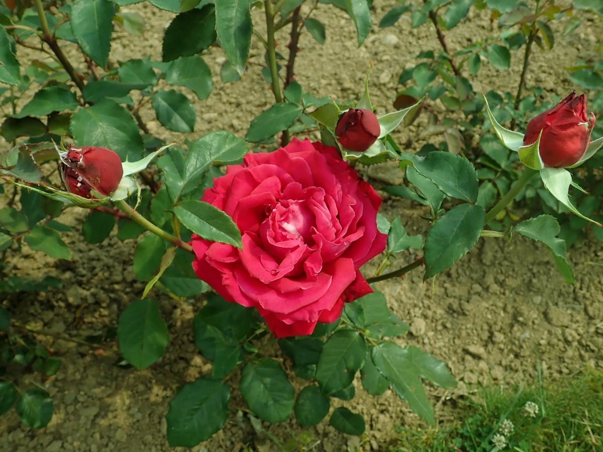 Роза Алекс Ред чайно-гибридная - фото 4